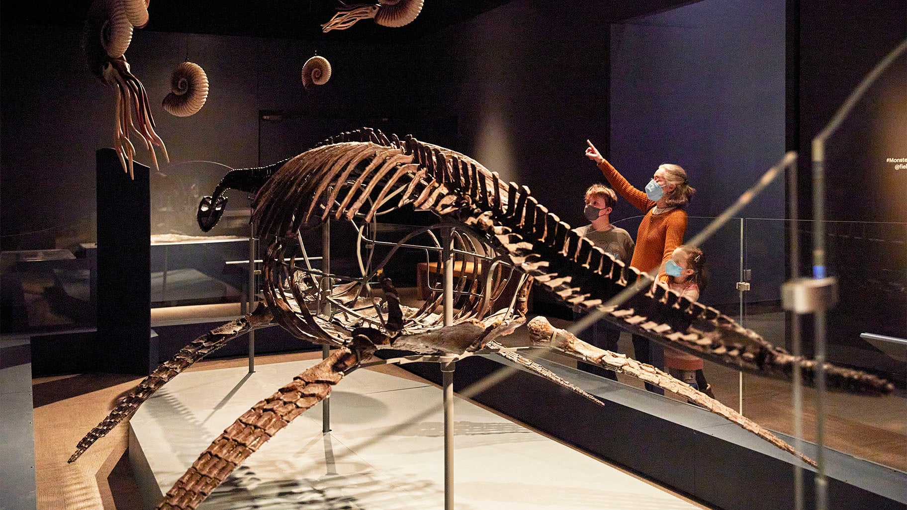 Ancient Sea Creatures Surface in ‘Jurassic Oceans’ at the Field Museum